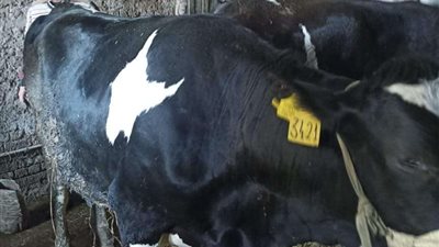 تحصين 200 ألف رأس ماشية ضد مرض الجلد العقدي وجدري الأغنام فى المنوفية