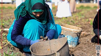 حصاد الخير| جمع محصول البطاطس من أراضى بني سويف.. صور