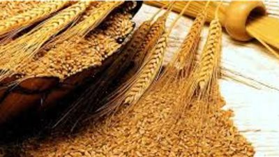 خاص| بعد تأثير التغيرات المناخية على كميات القمح.. استراتيجية الحكومة للنجاة من أزمة نقص الواردات