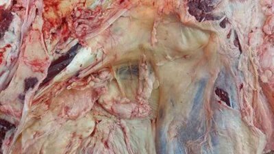 ضبط وإعدام ذبيحة مصابة بمجزر بالغنايم بأسيوط