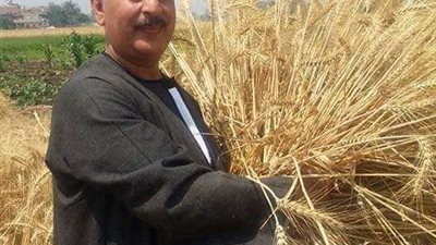 نقيب الفلاحين: 2000 جنيه لاردب القمح سعر مرضي وعادل