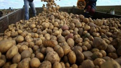 البطاطس تتصدر قائمة الصادرات المصرية باجمالى 40 الف طن فى أسبوع