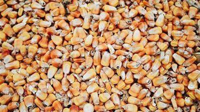 تراجع أسعار الأعلاف اليوم الجمعة بعد الإفراج عن بضائع بقيمة 3 مليارات دولار