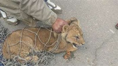 بعد واقعة ظهور أسد بالتجمع.. قانوني يوضح العقوبة المتوقعة على صاحبه