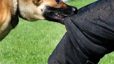 بينهم أطفال.. كلب مسعور يعقر 5 أشخاص في ساقلته شرقي سوهاج