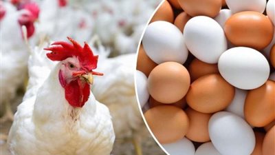 استقرار أسعار الفراخ والبيض في ثالث أيام عيد الفطر المبارك