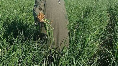 نقيب الفلاحين: لن تعود أسعار البصل للارتفاع بالرغم من فتح باب التصدير