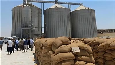 توريد 798 طن قمح من المواطنين إلى صوامع القليوبية