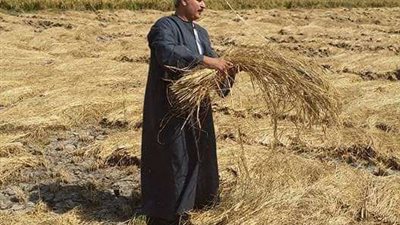 عاجل| «الكيلو بـ14 جنيه».. مفاجأة بشأن الأرز بعد تراجع الأسعار