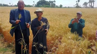 محافظ سوهاج: 17 موقعًا يستقبلون الأقماح بسعة تتخطى 169 ألف طن