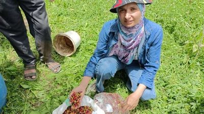 التفاصيل الكاملة لنجاح زراعة البن في القناطر الخيرية بالقليوبية