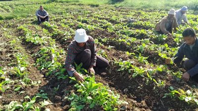 منح علاوة 300 جنيها لمزارعى البنجر عن شهري مارس وأبريل