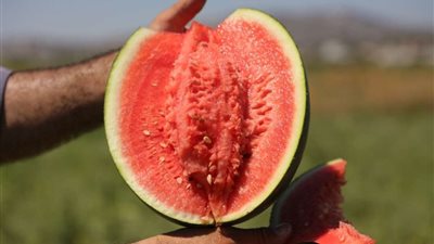 انتشار بطيخ مسرطن بالأسواق في المحافظات.. الزراعة توضح