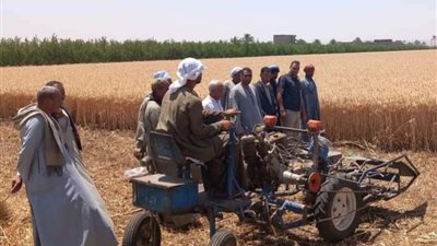 وكيل زراعة أسيوط يتابع حصاد القمح وسط فرحة المزارعين بالنخيلة