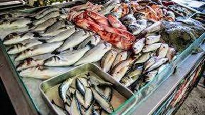 السر في الأعلاف والجاز والكهرباء.. لغز ارتفاع أسعار الأسماك