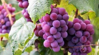 العنب بـ 150 جنيها.. نقيب الفلاحين يوضح أسباب ارتفاع الأسعار