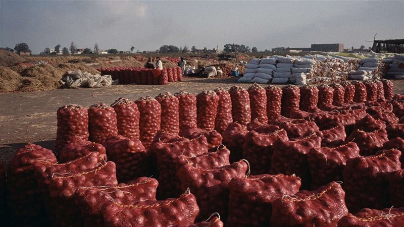 عودة تصدير البصل