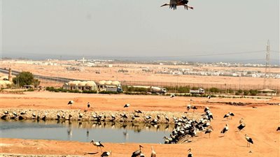 مدبولي يتفقد برج مراقبة الطيور المهاجرة بشرم الشيخ ويبحث تعزيز السياحة البيئية