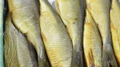 نقيب صيادين مطروح يكشف سبب ارتفاع أسعار الفسيخ والرنجة هذا العام ( خاص )