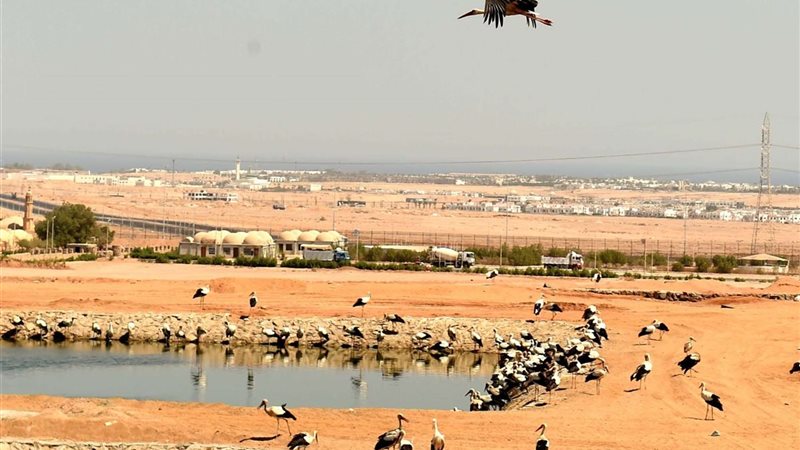 الطيور المهاجرة بشرم