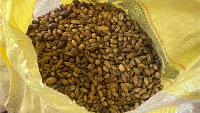 ضبط مصنع لإنتاج وتعبئة البن دون ترخيص بالمنوفية