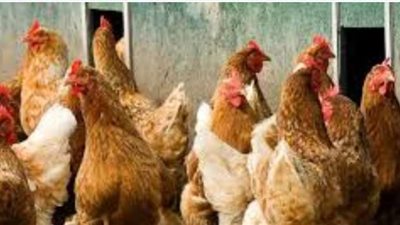 رغم جهود الحكومة لخفض أسعارها.. خبراء يوضحون أسباب ارتفاع ثمن الدواجن