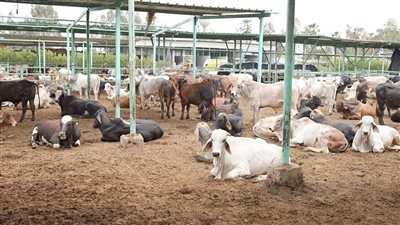 من داخل مزارع الإنتاج الحيواني.. مصر الخير تطلق حملة صك الأضحية رسمياً للعام العاشر علي التوالي