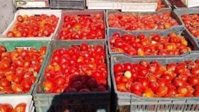 الطماطم بـ 5 جنيه.. محافظ الوادي الجديد يعلن طرح أول دفعة من إنتاج مزارع مفيض باريس