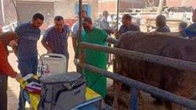 قافلة بيطرية مجانية في المنوفية ضمن 