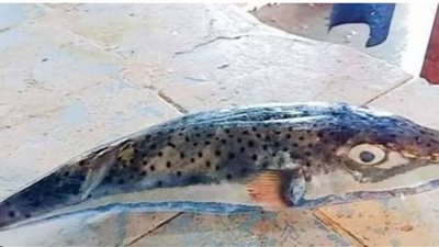 رغم انخفاض أسعارها..مديريات الصحة تُحذر من تناول هذه السمكة