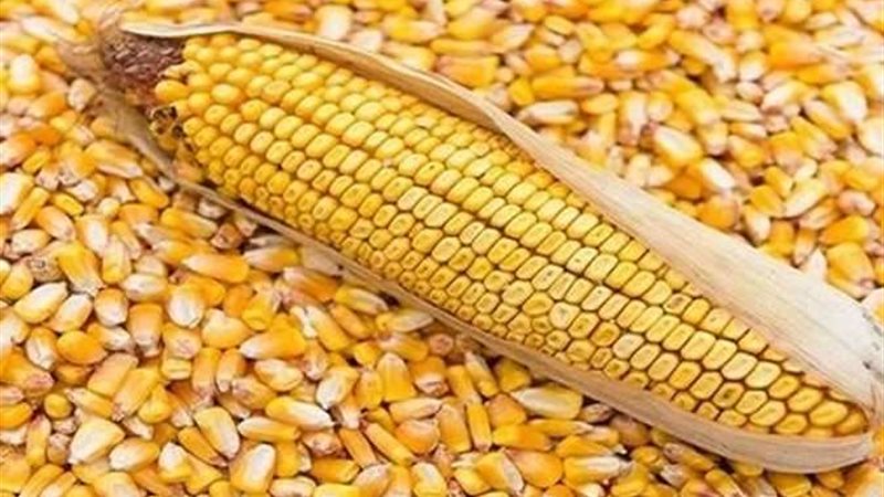 أسعار تقاوي الذرة