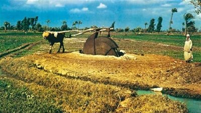 موجة حر شديدة تهدد المحاصيل الزراعية.. الحكومة تتصدي لـ 