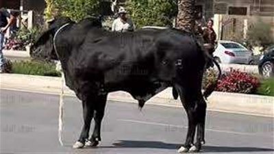 هروب عجل يتسبب في كارثة بالتجمع الخامس