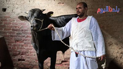 بالصور .. امتلاء شوارع مصر بالأضاحي عقب صلاة عيد الأضحى المبارك