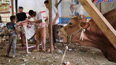 بالصور .. مشهد مؤلم لبقرة تشاهد ذبــ ـح الجزار للأضحية