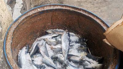 محافظ المنوفية: تحرير 253 محضرا تموينيا (صور)