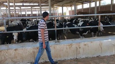 مجازر شمال سيناء تستقبل عشرات الأضاحي في ثاني أيام عيد الأضحى