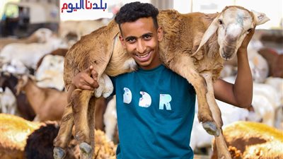 قبل عيد الأضحى.. «الخروف السوداني» شحم قليل وسعر رخيص