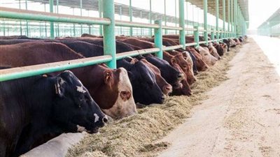 محافظ أسيوط يعلن عن طرح 3 محطات تسمين تابعة لمشروع الثروة الحيوانية بالمحافظة للإيجار في مزاد علني