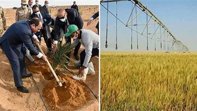 رئيس فرع محاصيل توشكى: تأخر الحصاد بسبب المساحات الكبيرة واستصلاح الأراضي كان تحدياً كبيراً