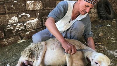 مهنة الأجداد 