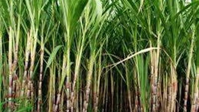 خاص| فدان القصب يرتفع إلى أربعة أضعاف.. ومحلات العصير 