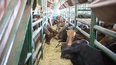 مصر تستقبل أول شحنة قادمة من الصومال محملة بأكثر من 1500 رأس ماشية