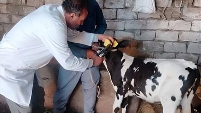 غدًا.. انطلاق الحملة القومية للتحصين ضد الحمى القلاعية بالقليوبية