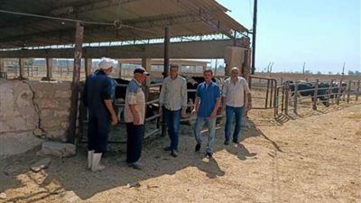 وكيل زراعة أسيوط يوجه بزراعة مساحات إضافية من الأعلاف الخضراء