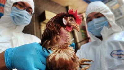 رئيس الهيئة المصرية للمصل واللقاح: إنفلونزا الطيور أكثر فتكًا للبشر من كوفيد-19 والمتحورات تحت السيطرة في مصر