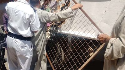 حملة مكبرة بشوارع حي غرب شبين الكوم لرفع الإشغالات والتكاتك المخالفة