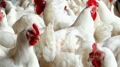 البانيه بـ 220 جنيهًا .. أسعار الدواجن والبيض في الأسواق اليوم