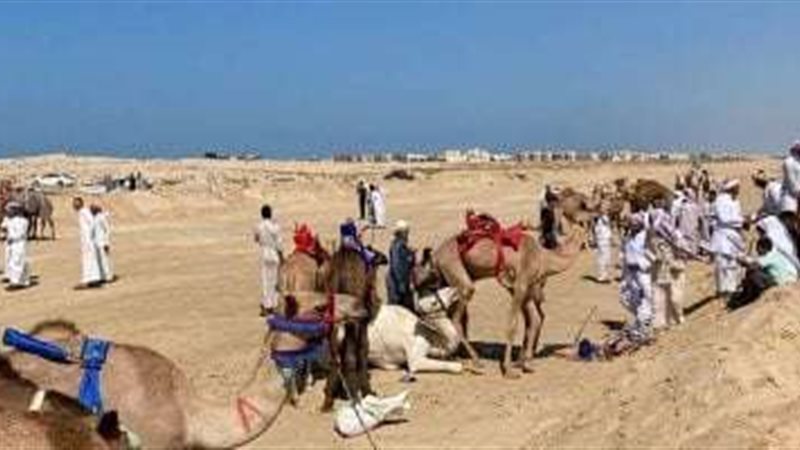 سباق الهجن في مهرجان