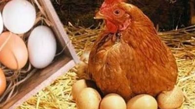 كرتونة البيض بـ 173 جنيهًا .. أسعار الفراخ والبيض فى الأسواق اليوم